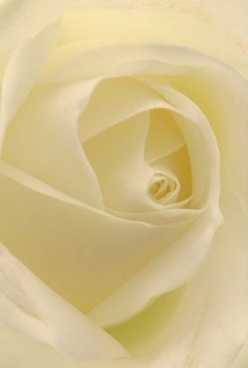 This delicate portrait captures the essence of a rose as interpreted by the skilled florists of Penge. The focus falls on ivory petals that spiral inwards, each one tenderly soft and nearly translucent-inviting the mind to imagine tracing their velvet curves with a gentle hand. The lighting is gentle and diffused, enhancing the creamy, pale-lemon quality of the flower and imbuing the scene with calm reminiscent of early mornings near Penge East. There's a palpable elegance in the rose's perfect symmetry, its quiet poise making it ideal for moments of reflection, quiet celebration, or an unspoken token of love. From the photograph, one can almost sense a subtle fragrance-barely there, but comforting, like the first breath of spring drifting through Cator Park. This rose embodies more than just visual beauty; it symbolizes devotion, artistry, and care, making it a thoughtful choice for anniversaries, gestures of gratitude, or soft-spoken condolences. The image captures not only the technical mastery of petal placement and colour harmony but also the emotional resonance that accompanies every bouquet curated by Penge's trusted florists. The rose, glowing beneath soft light, stands as a timeless reminder of community and the simple joys of giving and receiving flowers, freshly delivered with pride from Flowers Penge.